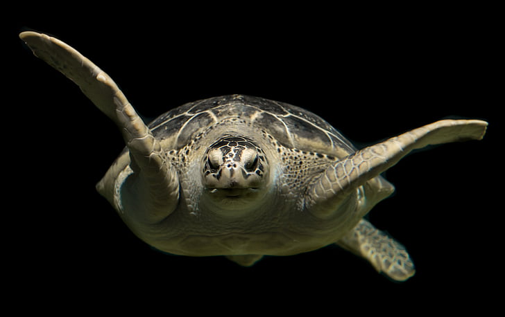 macro photography of sea turtle