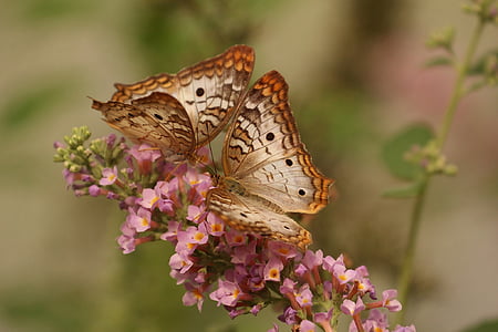 two brown-and-gray butterflies on pink flowers