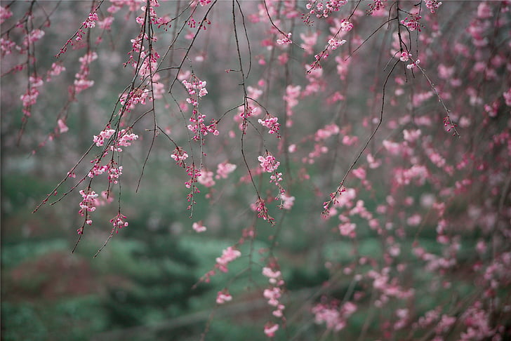 shallow focus photography of senbonzakura cherry blossom tree