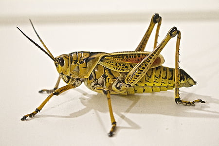 closeup photo of green and black grasshopper