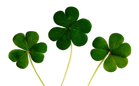 photo of green clovers