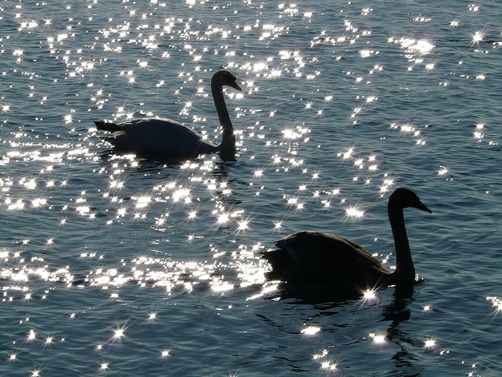 two silhouette of swans on body of water