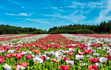 landscape photography of red and white flowers during daytime