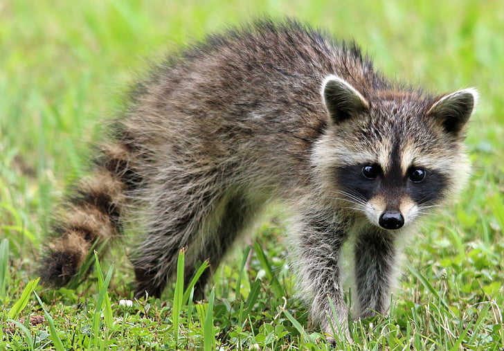 grey and brown raccoon