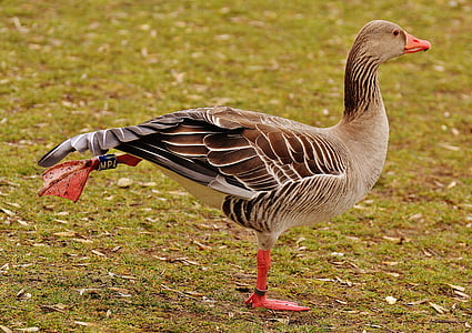 brown duck standing on grass field