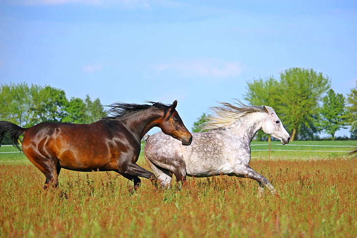 two horse galloping on grass field