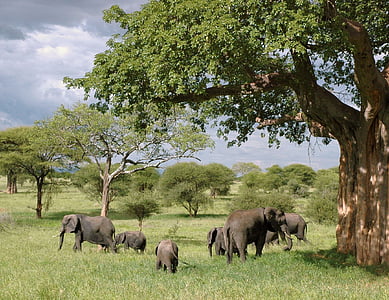 gray elephant near brown wooden tree