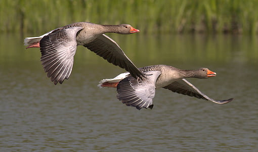 two brown and black duck flying at daytime