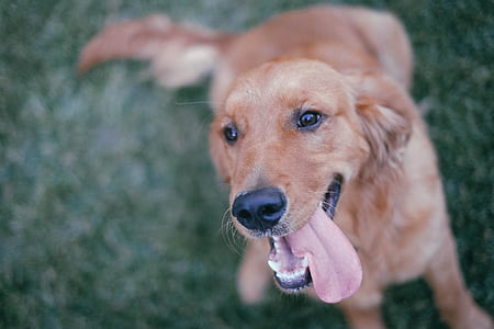 photo of golden retriever puppy