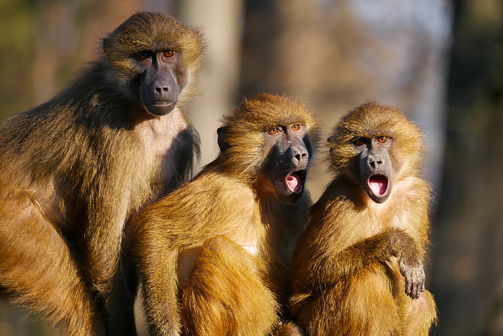 three baboons focus photography