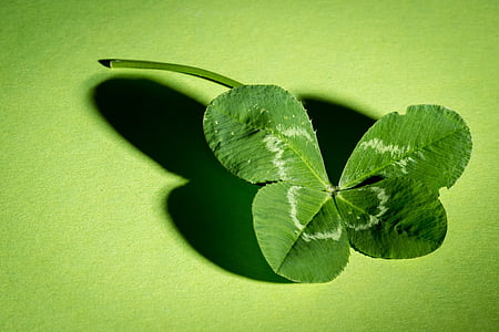 green four leaves clover