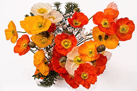 orange, yellow, and white flowers