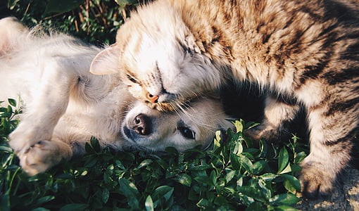 cat and puppy on grass field