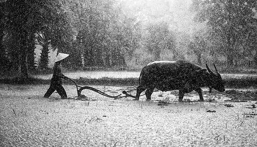 grayscale photography of water buffalo with vintage walk behind plow