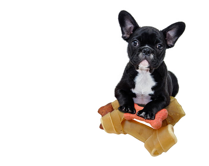 can a french bulldog be given rawhide every day