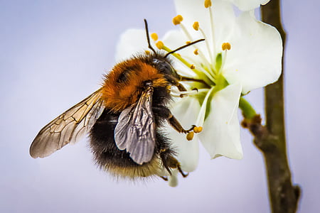 macro photography bee on white flower