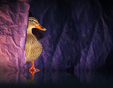 brown duck on purple paper