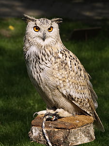 photo of Owl during daytime