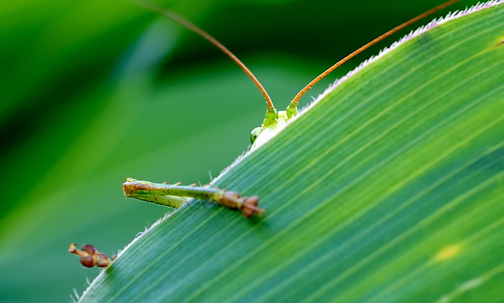 green grasshopper on green leaf plant