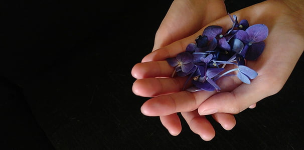 person holding purple hydrangeas petals
