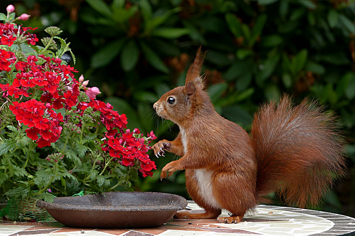 brown squirrel near red flowers