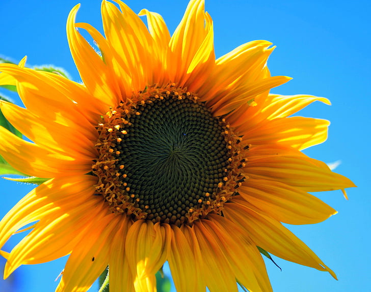 yellow macro photography of sunflower