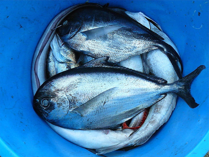 photo of gray scale fish on blue bucket