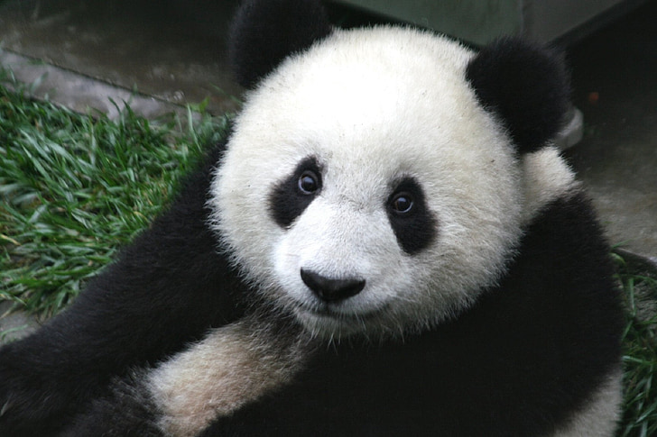 white and black panda