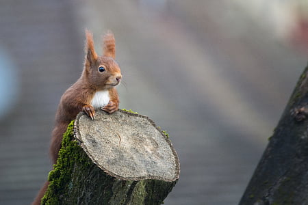 brown squirrel on cut wood