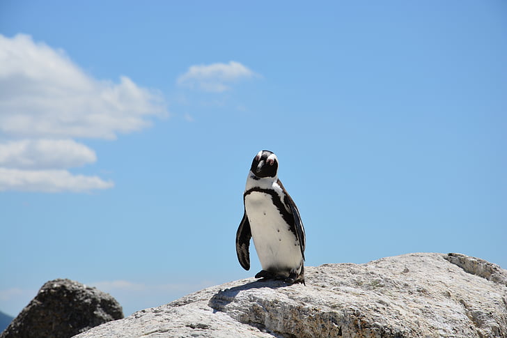 penguin stands on rock at daytime