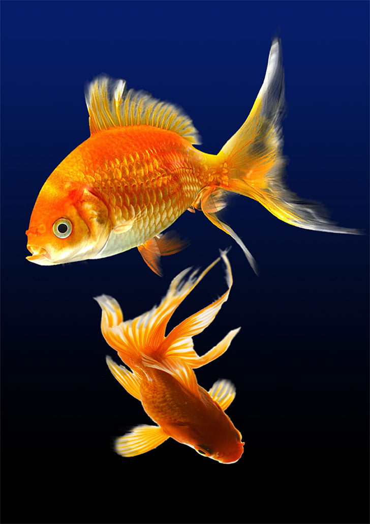 two red gold fish