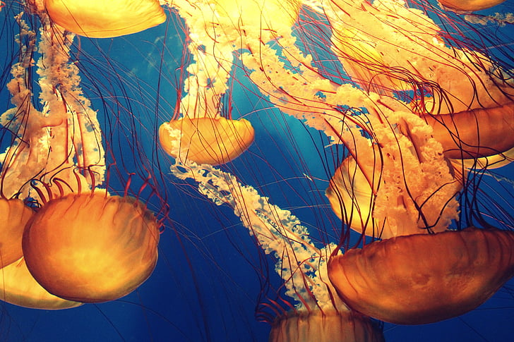 yellow and blue jellyfish painting