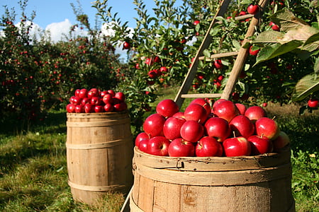 photo of red apples on brown barrel