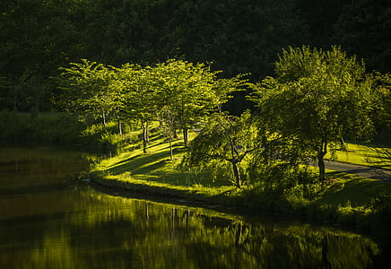 photography forest beside body of water during daytime