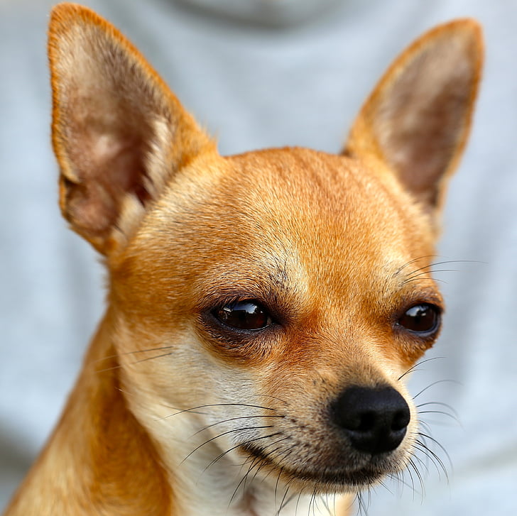 closeup photo of adult chihuahua