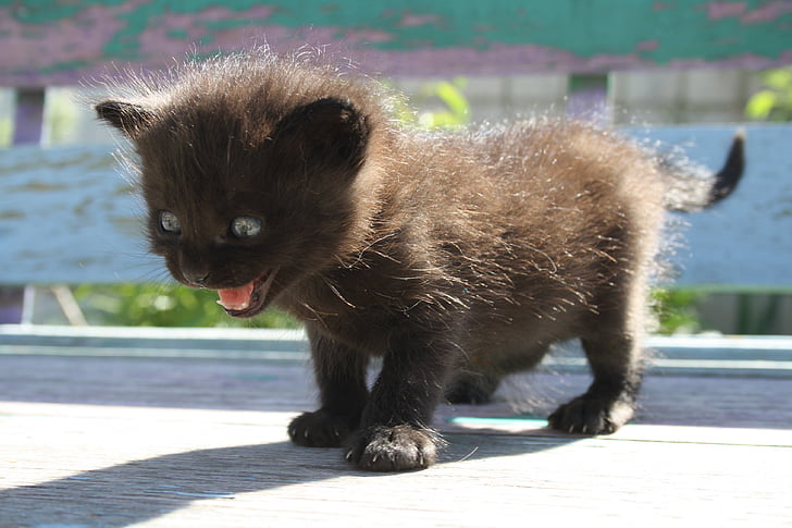 long-coated black kitten