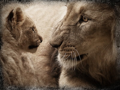 lion and cub looking at each other