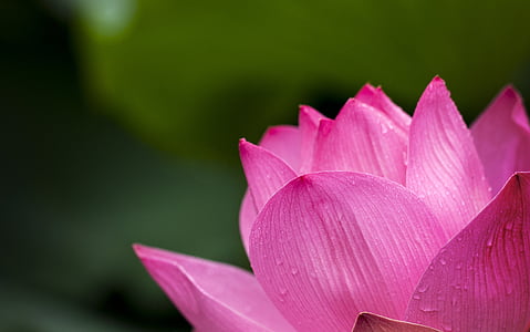 close-up photography pink lotus flower