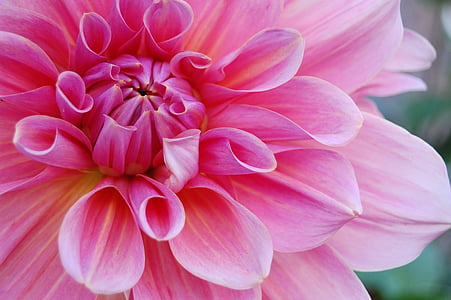 close-up photography of pink petaled flower
