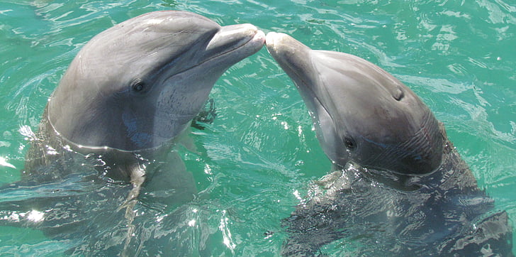 two dolphins in body of water