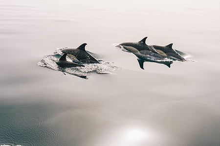 killer whales in body of water