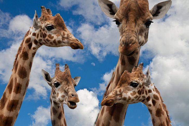 four giraffe animals heads
