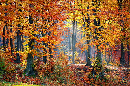 row of trees with orange leaves