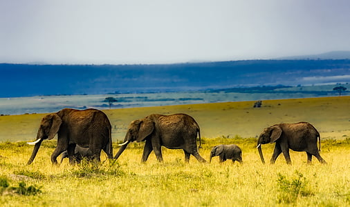 four grey elephants on green grass