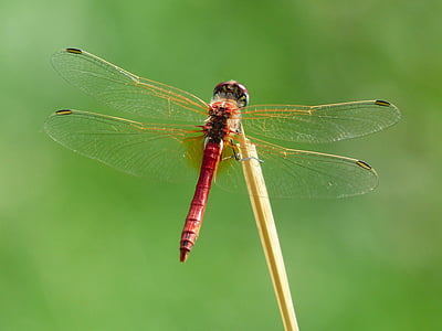 red and brown dragonfly