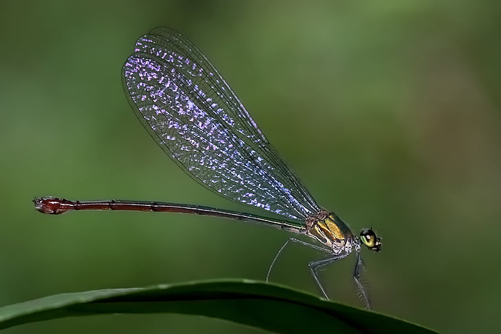 closeup photography of grey and brown dragonfly perched on green leaf plant