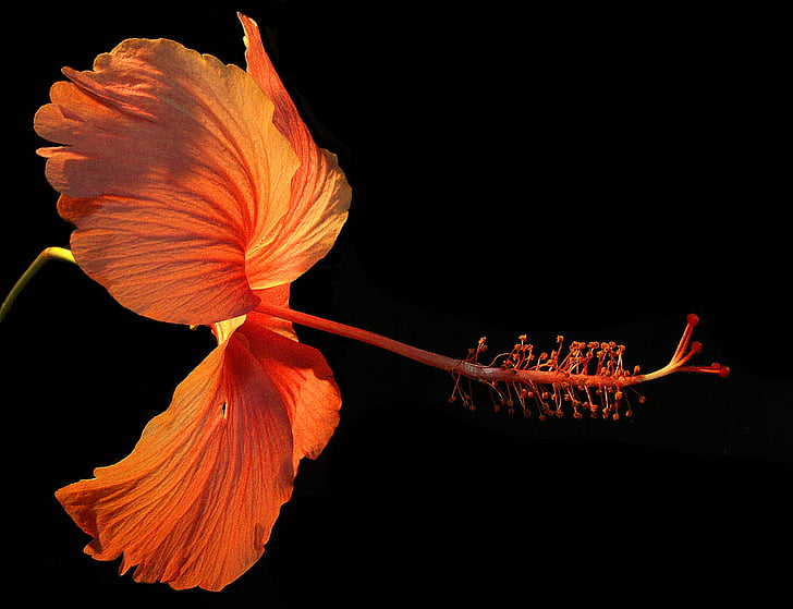 photo of orange hibiscus