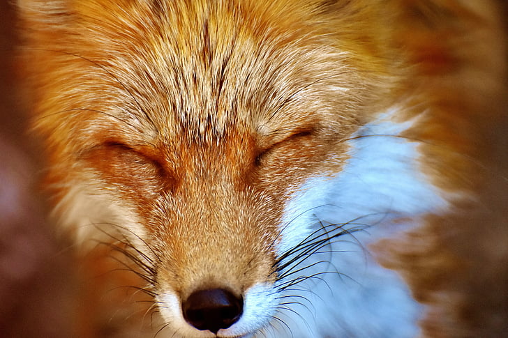close-up photo of fox