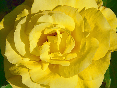 close-up photo yellow clustered flower