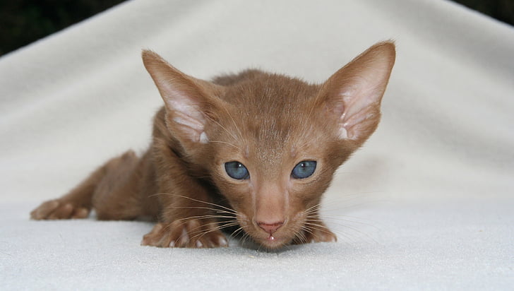 short-coated brown kitten photo